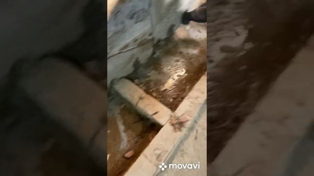 Д. Руссолово. Гидроизоляция и дрова.