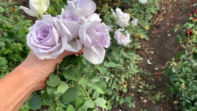 Сорт Голубой розы “Geo Laoen”,Япония 2018 г смотреть онлайн