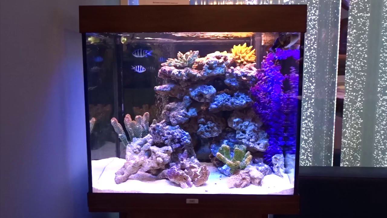 #Аквариум с тумбой Juwel Lido 200 смотреть онлайн