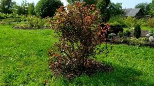 БЕРЕСКЛЕТ ЕВРОПЕЙСКИЙ- УХОД, РАЗМНОЖЕНИЕ