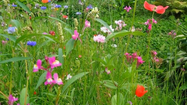 мавританский садик смотреть онлайн