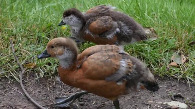 огарь птенец смотреть онлайн