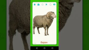 Обучающие карточки. Домашние животные Часть 1. Карточки Домана