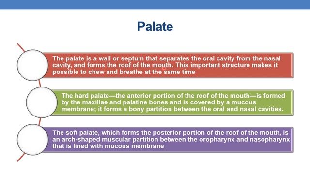 CPC TRAINING COURSE ANATOMY OF DIGESTIVE SYSTEM PART 1- CLASS 4 смотреть онлайн