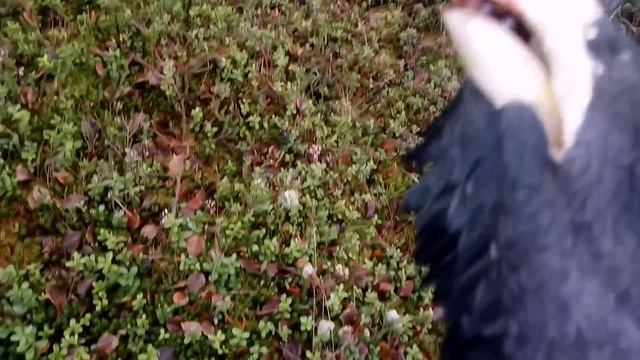 ГЛУХАРЬ НА (6) КИЛОГРАММ! ОХОТА В ГЛУХОЙ ТАЙГЕ смотреть онлайн