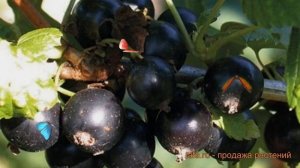 Смородина черная Экзотика (ribes nigrum ekzotika) ? обзор: как сажать, саженцы смородины Экзотика
