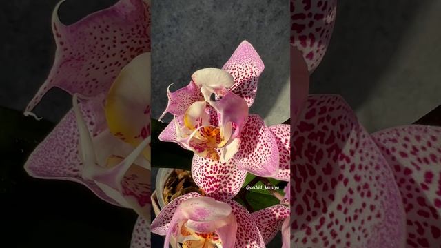 Phal. Sogo Diamond ‘HLW’ 3-lips ? Цветение красивейшей азиатской орхидеи трилипс Сого Даймонд ? смотреть онлайн