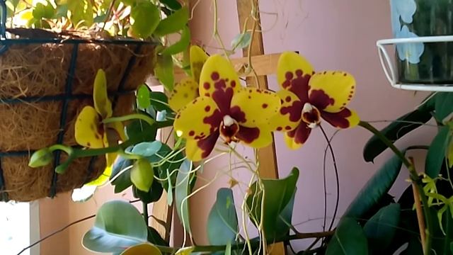 Орхидея Фаленопсис - сажаем от А до Я смотреть онлайн