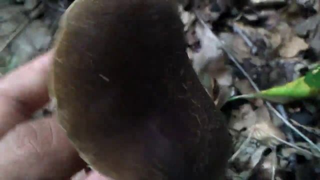Грибы. смотреть онлайн