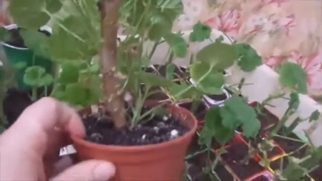 Черенкование герани. Март. смотреть онлайн