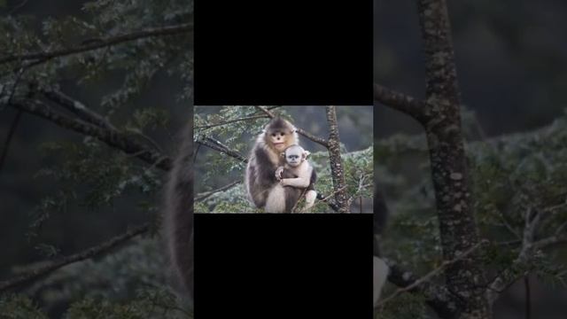 #Shorts Тонкинский ринопитек смотреть онлайн