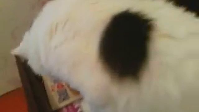 Кот и тумбочка смотреть онлайн