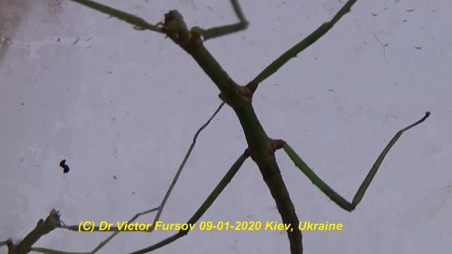 Эти Зеленые Монстры, Вьетнамские Палочники (Phasmoptera): Чудо Мимикрии. смотреть онлайн