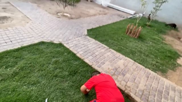 Hum Macaw ki Partner Le Aiy? смотреть онлайн