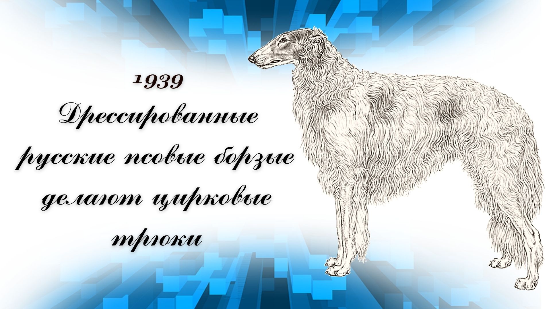 1939
Дрессированные русские псовые борзые
делают цирковые трюки