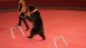 Медведи. Цирк. Мишка косолапый в цирке. Bears. Circus. Clumsy bear in circus can everything.