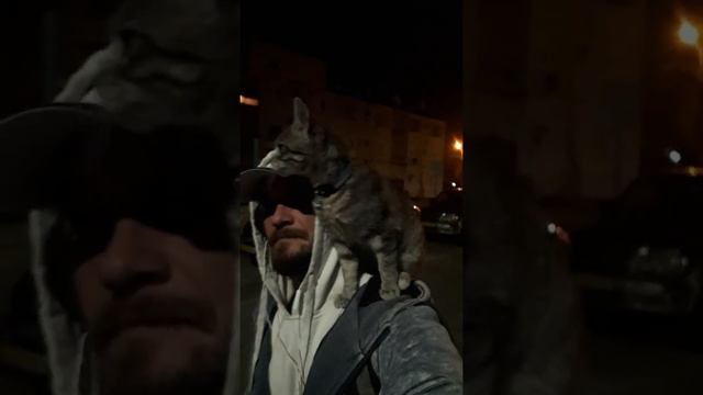 The most tame cat 2. Самая ручная кошка 2 смотреть онлайн