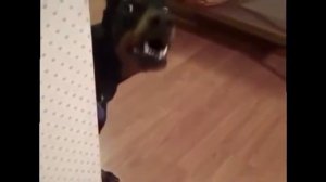 Собака собирается на дачу, СМОТРЕТЬ ВСЕМ