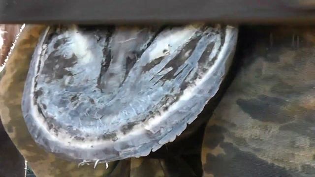 Расчистка копыт. смотреть онлайн