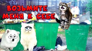 БЕЗДОМНОГО Кота Возьмите к Себе ЖИТЬ... ПОЖАЛУЙСТА!!! ЧИКА Продо.