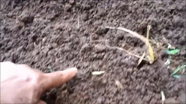 Growing mango ginger from the roots /How to grow mango ginger at home/Mango ginger farming смотреть онлайн