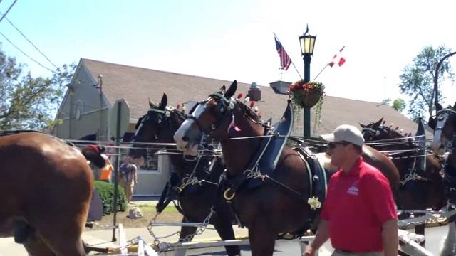 The Clydesdales Visit Put-in-Bay смотреть онлайн