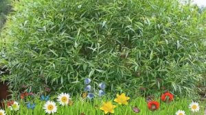 Ива ломкая шаровидная (salix) ? Обзор ивы : посадка и уход. крупномеры ивы : описание и особенности