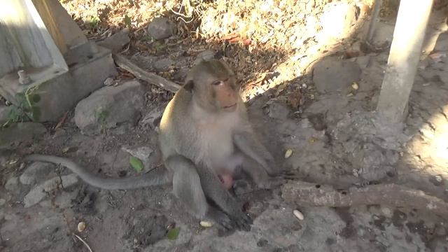 Couple of Monkeys React Angry When Being Filmed By Human | Viral Monkey смотреть онлайн