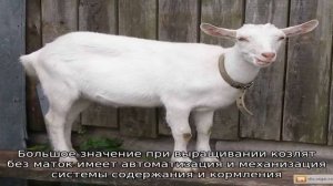 Выкармливание козлят без козы