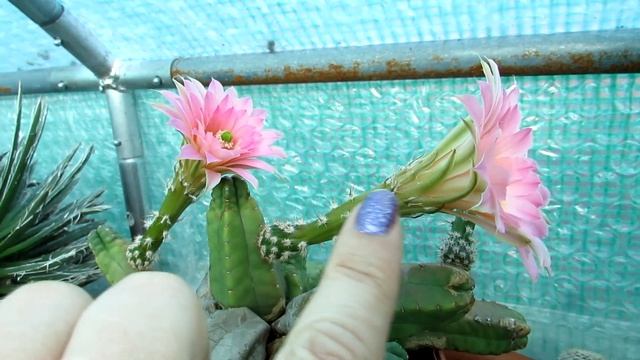 My Echinocereus scheeri v. gentryi Cactus Plant from Buds to BIG BLOOMS смотреть онлайн