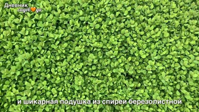 Прогулка по демонстрационному саду питомника Империал Гарден. HD. #дневниксадовода #сад смотреть онлайн