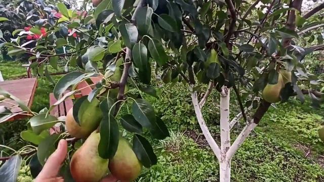 Груша Лесная Красавица. Бельгийский сорт, как растёт в Подмосковье. смотреть онлайн