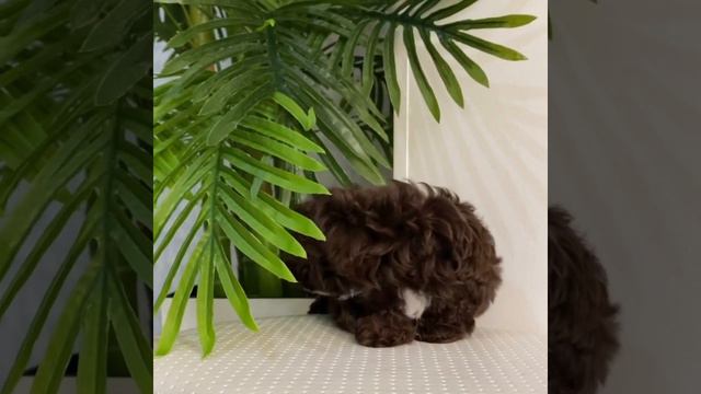 Teacup Teddy Poodle мини щенки Тэдди и мальтипу смотреть онлайн