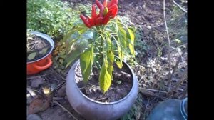 Горький перец (Огонёк)