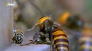 Шершни против пчел