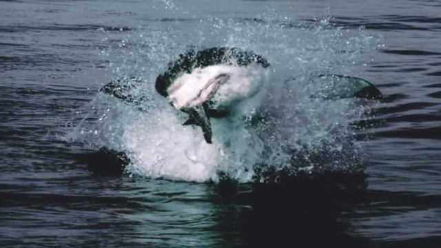 Как большие белые акулы (Carcharodon carcharias) атакуют капских морских котиков (Ar. pusillus) ? смотреть онлайн