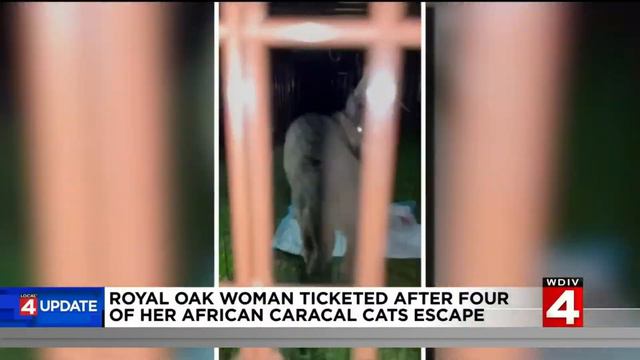 Royal Oak woman ticketed after 4 African caracal cats escape смотреть онлайн