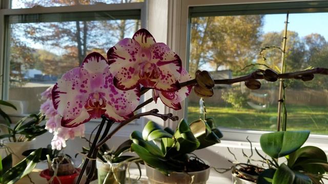 Do Temperature Changes in the Fall Trigger a Phalenopsis Orchid to Spike? Discussion & Thoughts смотреть онлайн