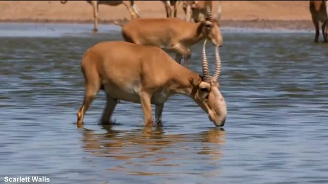 Saiga Antelope Drinking Water смотреть онлайн