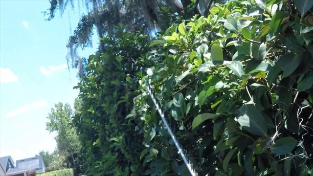 Hedge Trimming Job At Million Dollar House