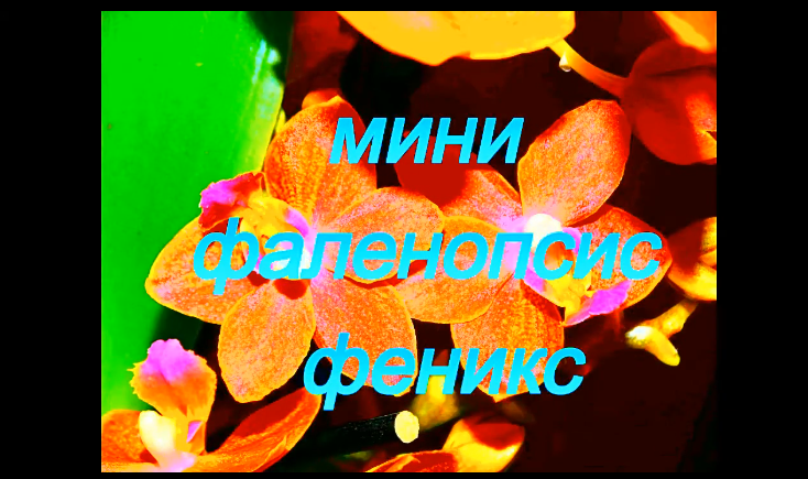 Орхидея. Фаленопсис размножение  _ Phalaenopsis Mini Feniks. Phalaenopsis Breeding. Reproduction.