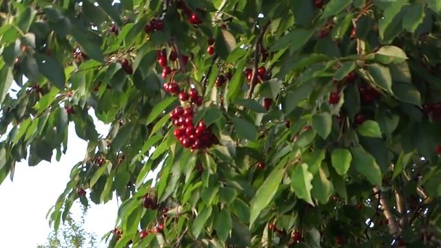 Черешневый рай в Анапе 17.06.2016 смотреть онлайн