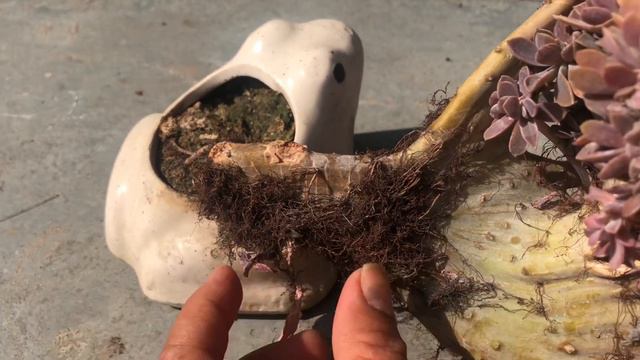 Succulent ||mini planters||Echeveria gibbiflora||Succulent||plants|| смотреть онлайн