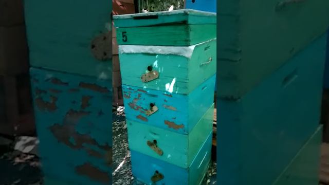 Пасека жара смотреть онлайн