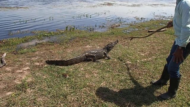 Восточная Колумбия, очковый кайман (Caiman crocodilus) смотреть онлайн