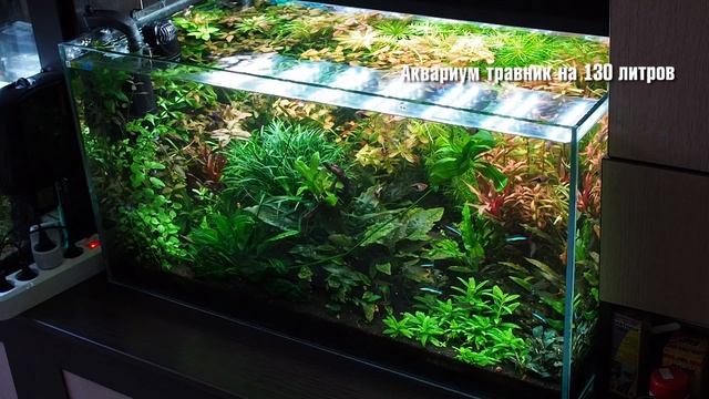 Мое аквариумное хозяйство и сколько необходимо времени на его обслуживание смотреть онлайн