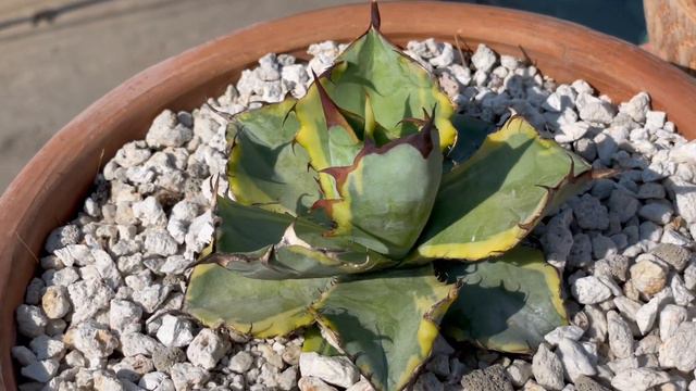 #Agave #Agaves Agave Titanota Blue Ball Vairegated смотреть онлайн