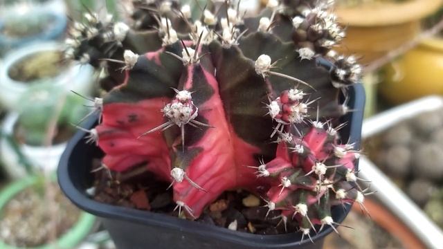 Gymnocalycium Mihanovichii Variegata Cactus Reviews - P3 смотреть онлайн
