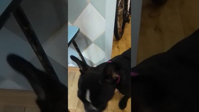 как сварить суп для собак смотреть онлайн