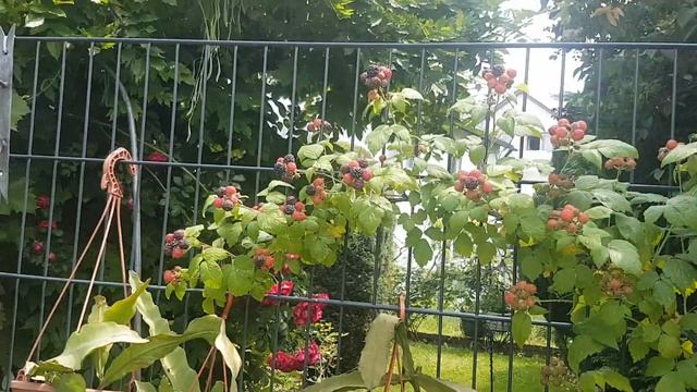 Домашние растения .ХоббиCacteen.Epiphyllum.Мои цветы.2020.219. смотреть онлайн